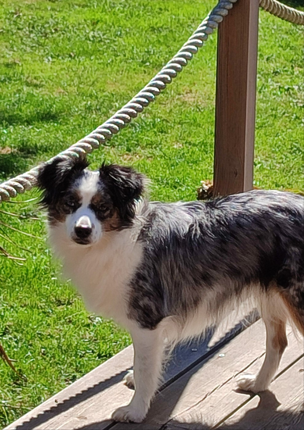 Topaz primera perla preciosa of lovely and liberty cottage