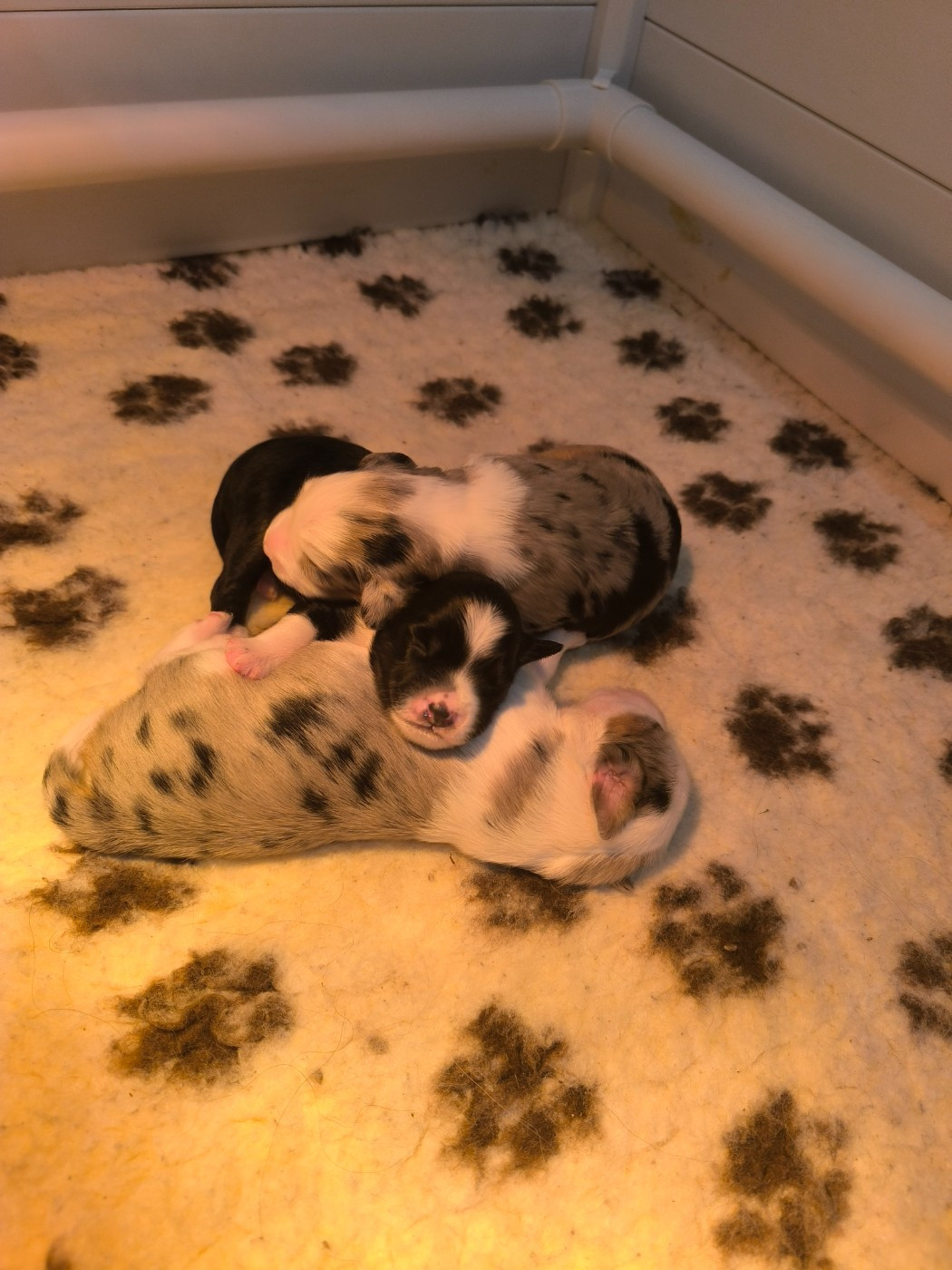 Chiot Berger Américain Miniature  Emmanuelle Davin